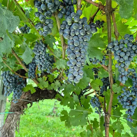 Gardazen - Luxury - Adults Only